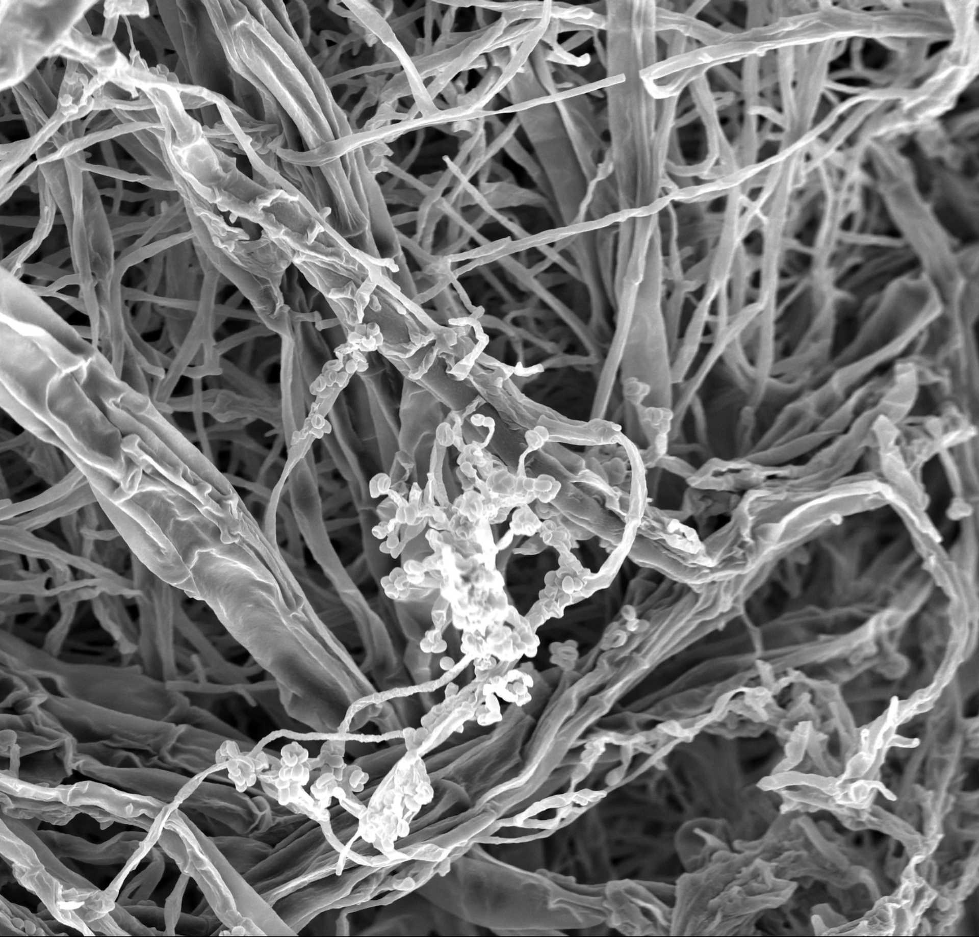 Ωφέλιμοι μικροοργανισμοί