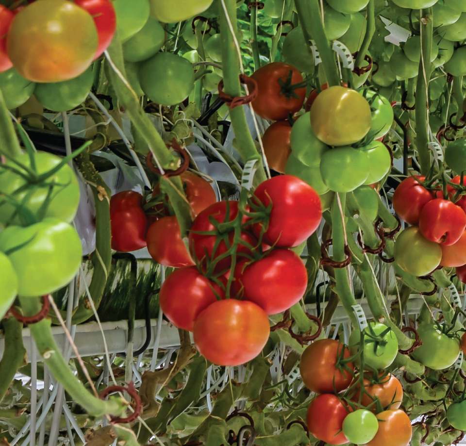 Βιοδιεγέρτες & Βιοενεργοποιητές